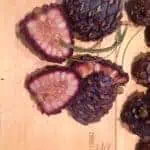 Zirbenzapfen geschnitten