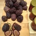 Zirbenzapfen geschnitten