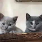 Zirbenbäume für Katzen