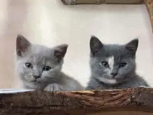 Zirbenbäume für Katzen