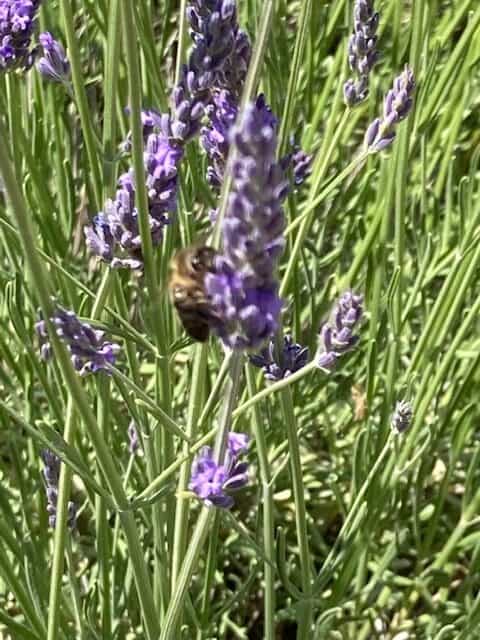 Lavendel und Biene
