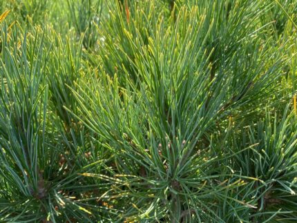 Barfuß-Erlebnis 2026: Barfuß gehen und ZirbenFußsalbe selbst herstellen – Bild 4