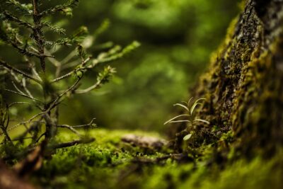 Wald und Moos, Bild von Thomas Martin auf Pixabay