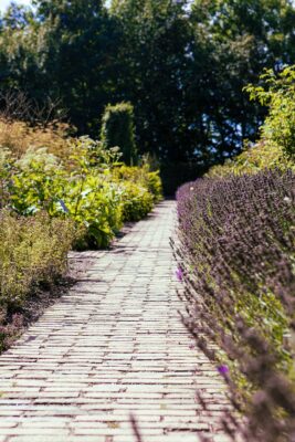 Lavendel und Kräutergarten