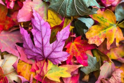 Bunter Herbst, Image by StockSnap from Pixabay