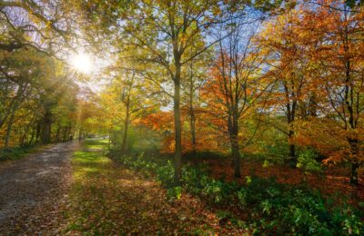 Wald im Herbst, Image by Tim Hill from Pixabay