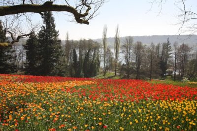 Tulpenblüte Insel Mainau, Bild von Der Menor auf pixabay