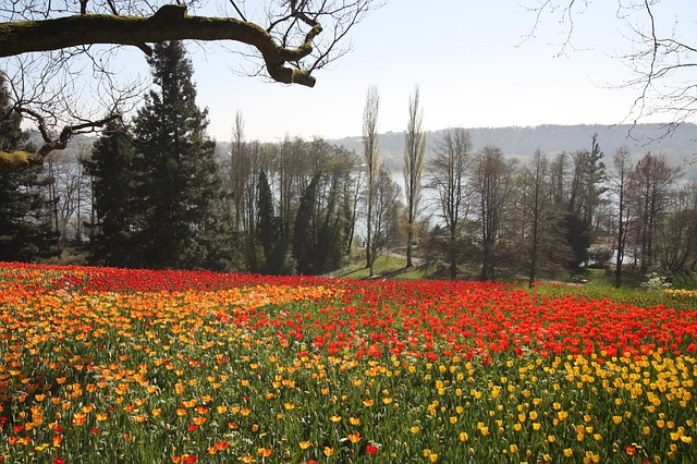Tulpenblüte Insel Mainau, Bild von Der Menor auf pixabay