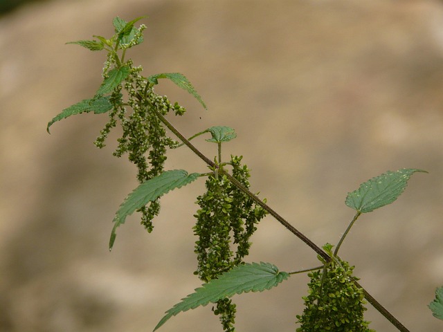Brennessel, Bild von Hans Nettle auf Pixabay