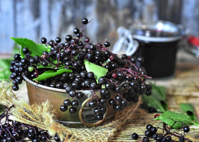 Hollunderbeeren, Bild von Rita auf Pixabay